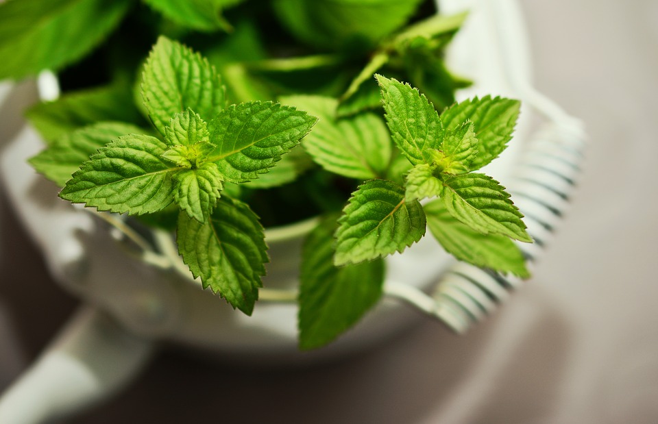Les meilleures plantes anti moucheron Anti Moucheron